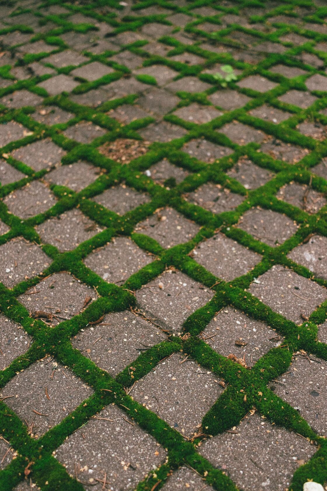 A close-up of a moss-covered stone pathway with a geometric pattern.